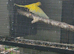 Breeding pair of Ringneck