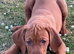 Show Bred, Docked Vizsla PUPPY