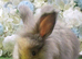 Angora Boys Ready Now