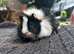 Baby guinea pigs ready to reserve