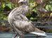 mokee youngsters availble