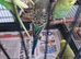 Baby budgies