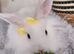 Mini lop/lion head