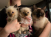 Ragdoll kittens