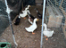 Mixture of ducks