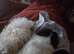 Cute male guinea pigs Tamed