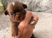 Chihuahua puppies