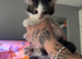 Beautiful Playful Kittens Looking For Forever Homes