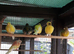 Canaries
