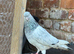 Pakistani pigeon