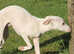 Cream KC Italian Greyhound for stud
