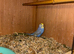 Rainbow Budgies’s for sale