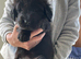 Golden retriever x flat coat retriever puppies