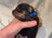Last one! Miniature dachshund