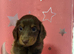 Longhair dachshunds available