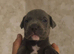 3 Blue Boys Staffy x