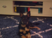 kelpie cross collie (Hallie)