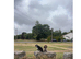 Bedlington whippet to rehome