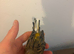 Female canary