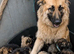 German shepherd puppies