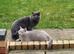 British Shorthair Female for Sale &zwj;