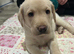 Ready to leave in 7 days 3 Labrador puppies left