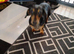 Beautiful Adult Dapple Miniature Dachshund