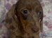 Miniature dachshund
