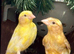 2 raza hen canary’s