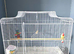 1 male budgie and cage