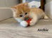 Six absolutely stunning Persian Kittens