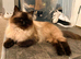 2x Ragdoll females for sale