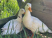Beautiful two white call duck drakes