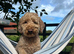 Cockapoo stud
