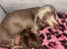 Miniature dachshund