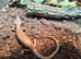 Baby pink tounge skink