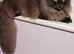 New Forest Cat for sale