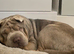 Lilac tan sharpei