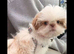 Reduced KC registered IMPERIAL SHIH TZU female puppy
