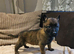 German Shepherd x Belgian Malinois