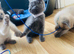4 left beautifull kittens. Readynow :) looking forever homes