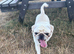 Pedigree pug