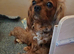 F1 Cavapoo puppies