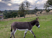 Driving donkey