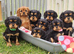 Cavalier King Charles Spaniel Puppies