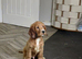 2 cocker spaniel puppies