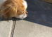 Japanese Chin Cross with a Shituz Male 13 Months Old