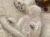 Beautiful Scottish Fold Female, 3 years old