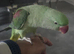 Alexandra parrot 6months old male including open top Liberta cage with bawls and accessories fully hand tamed £650
