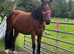 Stunning Welsh D x